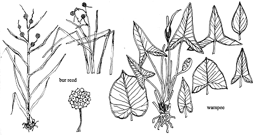 Try bur reed and wampee in your next meal.